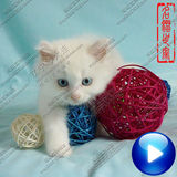 【狮猫世家】中国山东狮子猫--临清--白色--波斯系--狮猫★阳江