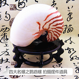 特价天然海螺贝壳鹦鹉螺  四大名螺之一 收藏摆件展览展示道具