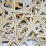天然海星 米黄色小海星 五指海星 海螺贝壳  家居地台装饰
