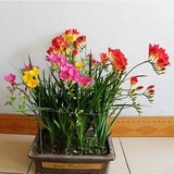 10个包邮盆栽植物香雪兰种球小苍兰花卉种子盆栽花草盆栽室内花卉