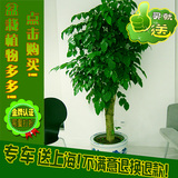 特价促销绿宝幸福树盆栽大型室内植物客厅办公室绿植上海送货上门