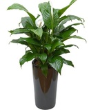 客厅室内绿植盆栽一帆风顺 白掌 净化空气租摆植物花卉