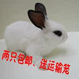 极品熊猫兔宠物兔宝宝 公主兔小白兔熊猫兔子黑兔子活体 包邮包活