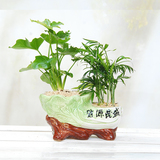 绿植|财源茂盛陶瓷花盆 组合盆栽| 树桩植物 办公室桌面花草