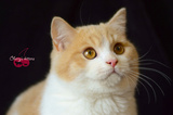 CFA猫苏格兰折耳猫乳白色加白双色猫短毛猫纯种宠物活体家养弟弟