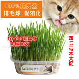 猫草种子种植套装猫咪零食 猫薄荷养猫必备吐毛球助消化薄荷种子