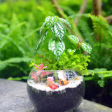 苔藓微景观生态瓶diy玻璃球创意盆栽办公室迷你桌面植物龙猫摆件