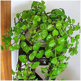 家居装饰植物吊兰瑞典常春藤，吸毒草盆栽，吸收装修异味效果最好