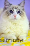 cfa注册家养幼猫纯种猫布偶猫海豹山猫双色蓝山猫双色弟弟