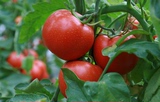 农家自种新鲜西红柿 番茄有机蔬菜 自然熟不催红 有机肥顺丰配送