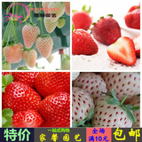水果花卉种子 奶油白草莓种子 四季结果特多超美味 阳台庭院盆栽