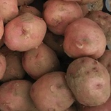 2015新鲜农家自种红皮土豆 五月鲜土豆 马铃薯2500g