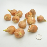 绿植盆栽荷兰郁金香花球花苗 水培郁金香球 单球3-4cm 大花头带芽