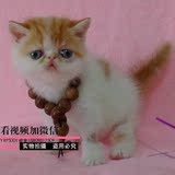 红白梵文异短弟弟DD 加菲猫活体幼崽/纯种猫/宠物猫/异国短毛猫