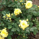溪园月季玫瑰花苗盆栽 安妮杜普蕾/黄色梅兰之爱 欧月花量大 带花