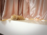 #领养&出售#2个月纯种异国长毛加菲猫宝宝