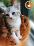 出售 美国短毛猫 美短 起司加白银虎斑 纯种家养 活体宠物猫咪DD