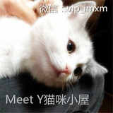 【Meet Y】wcf/cfa注册猫舍美国短毛猫美短加白起司猫
