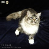 】=LILYDESLUCY CFA&TICA双注册 海豹山猫手套种公美血引进布偶猫