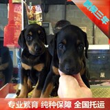 纯种德系杜宾犬宠物狗幼犬出售血统终身保障北京犬舍免费送货猎犬