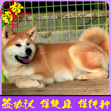 日本纯种秋田忠诚犬家养护卫犬活体幼犬出售同城可送货上门选购36