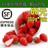 顺丰包邮 日本红颊奶油草莓 新鲜草莓水果装350g*3盒 红颜草莓