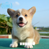 出售超萌双色短腿宠物狗 威尔士柯基犬纯种幼犬宠物狗体型标准