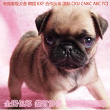 北京狗巴哥犬幼犬出售纯种巴哥幼犬赛季超可爱宠物狗八哥小型犬02