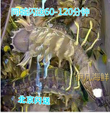 北京闪送鲜活海鲜皮皮虾 琵琶虾虾爬子富贵虾只只饱满10-12/1斤