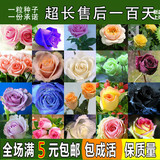 玫瑰种子阳台盆栽四季易种蔷薇月季庭院绿植景观鲜花卉种子花籽