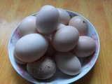 30枚土鸡蛋原种高纯度汶上芦花鸡种蛋笨鸡蛋草鸡蛋受精蛋孵化蛋