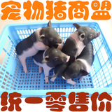 【南宁】猪活体纯种泰国小香猪迷你猪可爱宠物猪5只起批发价