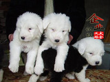 重庆古牧纯种幼犬出售英国古代牧羊犬宠物狗狗支持上门交易狗
