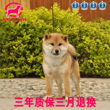 日本引进柴犬幼犬狗狗 血统品相超好的秋田犬宠物狗出售