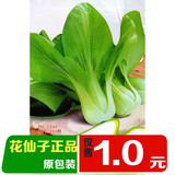 c049花仙子绿油菜蔬菜花种子500粒盆栽植物卉四季播易种室内200粒