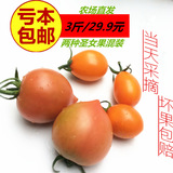 新鲜水果 新鲜圣女果小西红柿孕妇水果 黄色+春桃小番茄3斤装包邮