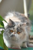 加菲丽影 高品质纯种异国短毛猫 加菲猫 超赞三花高白  种母 花花