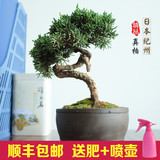造型盆景树桩日本纪州真柏办公室内桌面绿植物盆栽盆景小品