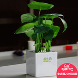 满200起卖 龟背竹盆栽客厅绿植花卉吸甲醛新房植物只送上海杭州