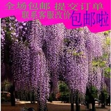 紫藤种子 高档爬藤植物 10粒精装 花种子 蔬果 种子 花卉种子