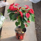 虞里 桌面花卉盆栽 一品红 圣诞红 红色的 吉祥的 万年红 易养护