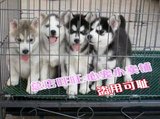 上海哈士奇 纯种幼犬出售 哈士奇雪橇犬 工作犬 宠物狗狗 实体店