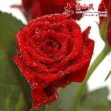 【红玫瑰】当年开花 盆栽花卉 玫瑰花苗 四季播盆栽地栽易种植物
