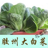 春播青菜非转基因蔬菜种子胶州传统大白菜阳台易种菜四季盆栽菜苗