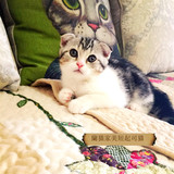 蘭猫家美短起司猫 美系折耳猫 纯种美国短毛猫折耳加白宠物活体猫