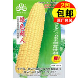 绿色超人 水果玉米种子 【央视报道】 可生吃鲜食 中国农科院监制