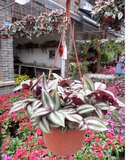 重庆花卉紫罗兰植物办公室桌面室内盆栽阳台室外吊兰美观盆景同城