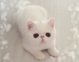 异国短毛猫 宠物猫 活体 幼猫 纯白加菲猫 异短 大脸猫