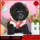茶杯狗泰迪犬幼犬出售纯种超小型泰迪幼犬韩系宠物狗活体可上门选