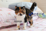 优厚的猫 CFA注册 宠物猫咪 纯种猫 加菲猫 异国短毛猫 支付宝